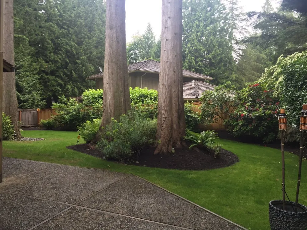 Custom yard cleanup service in Bothell, WA by Temo's Landscape