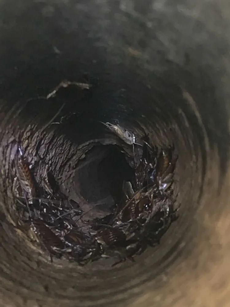 Trusted landscape design experts serving Fort Myers, FL - Tempco Pest Control