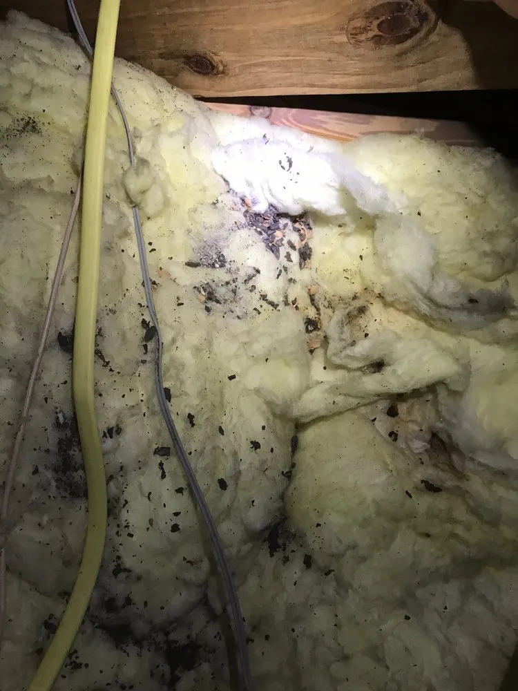 Trusted yard maintenance in Fort Myers, FL by Tempco Pest Control