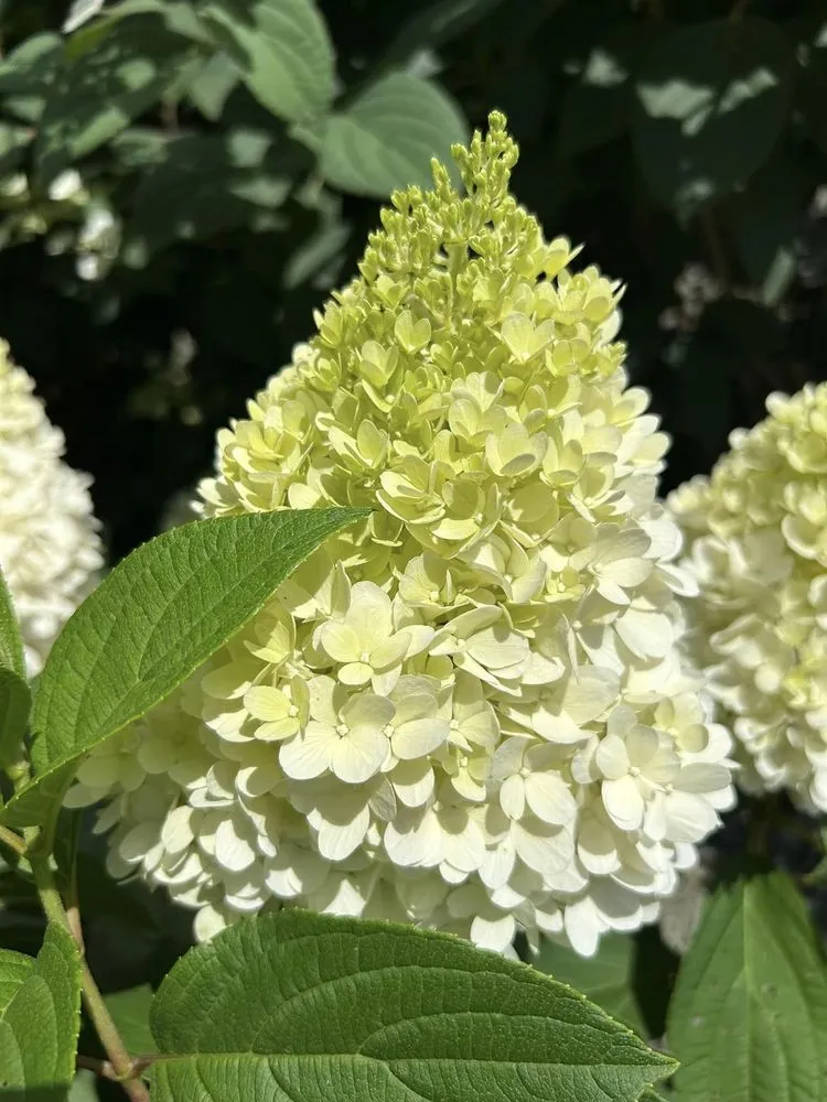 Local yard cleanup service for beautiful yards across Wilmington, NC - Temple of Bloom Landscaping & Design