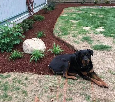 Affordable yard maintenance with custom design across Norfolk, MA - Ten Four Landscape & Snow Plowing