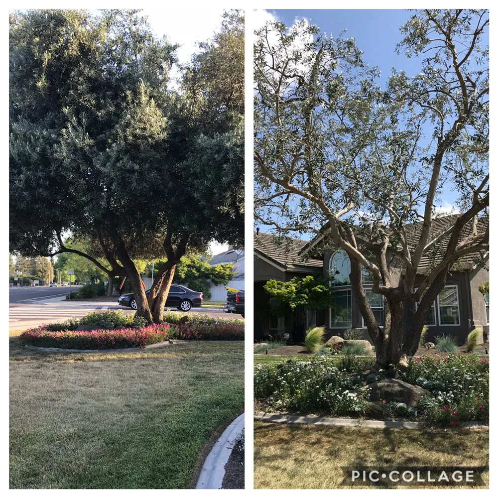 Top-rated yard maintenance in Turlock, CA - Tena’s Lawn Maintenance