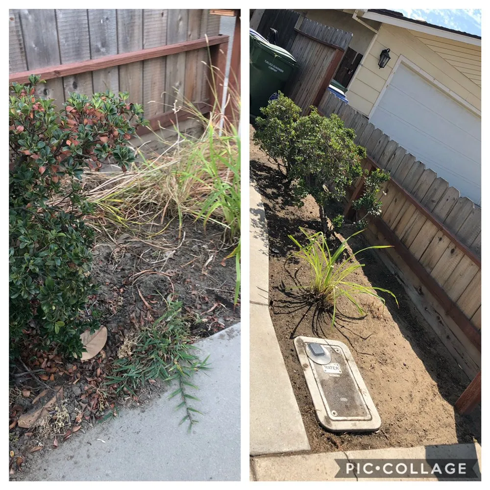 Expert yard maintenance in Turlock, CA by Tena’s Lawn Maintenance