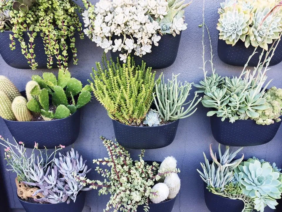 Expert yard maintenance experts serving San Diego, CA - Tend