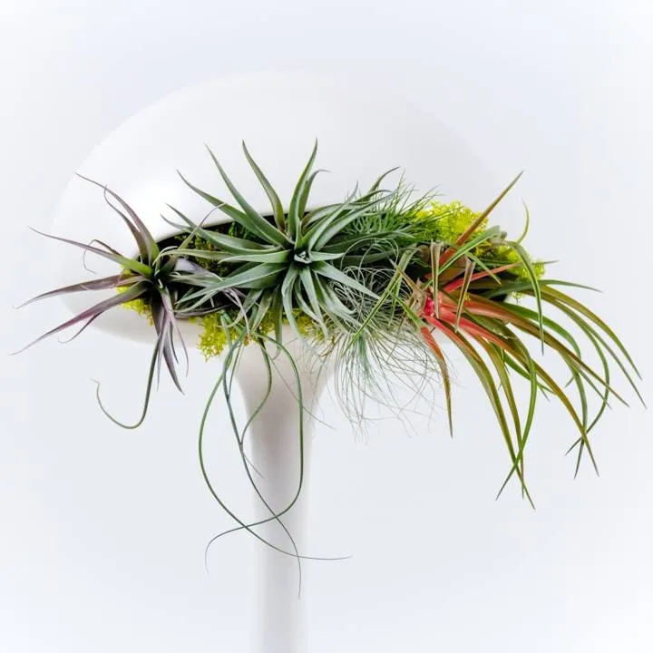 Affordable lawn care service in San Diego, CA by Tend