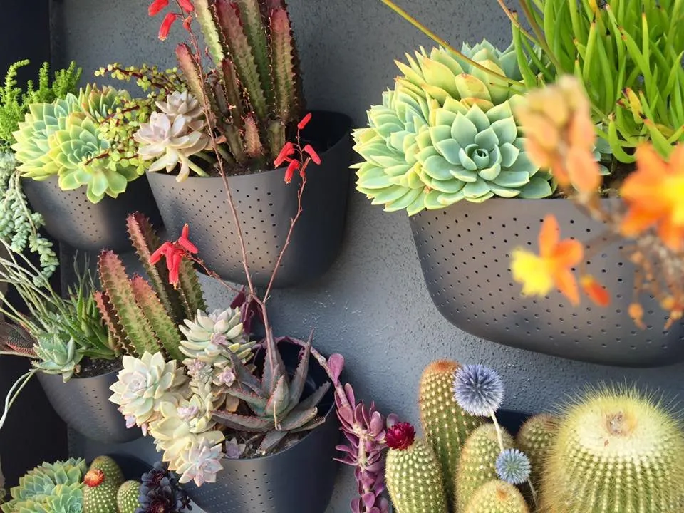 Expert yard cleanup service in San Diego, CA by Tend