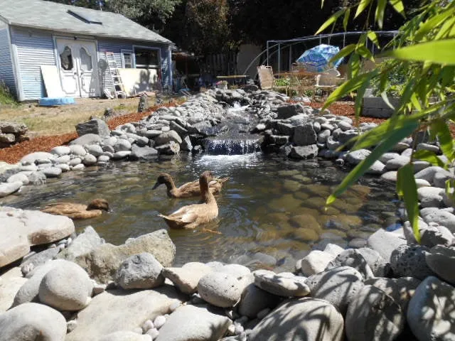 Local lawn care service experts serving Eugene, OR - Tender Earth Yard Care