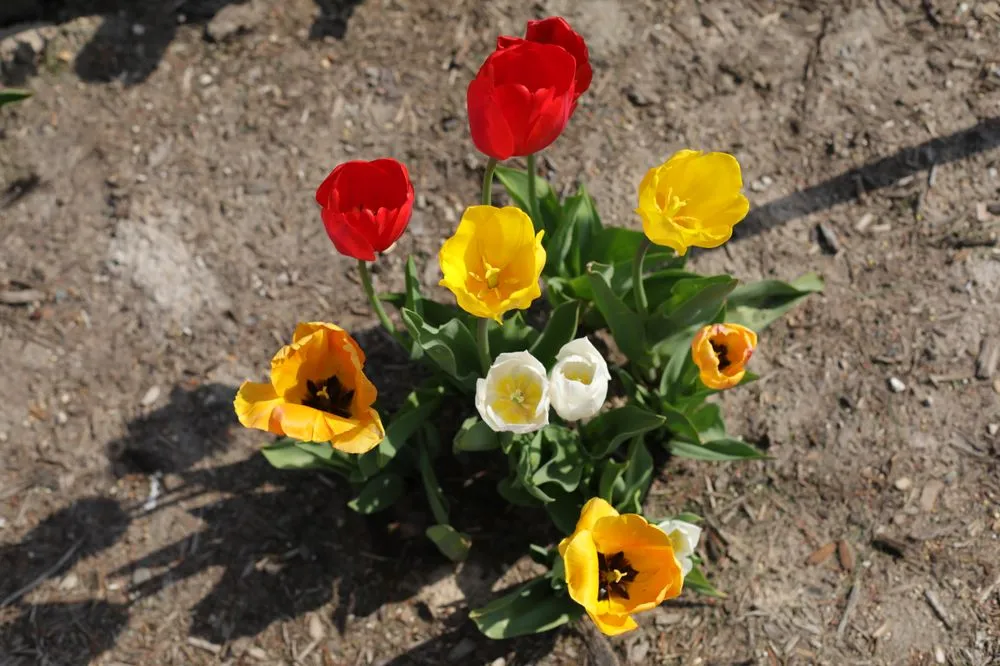 Reliable landscape design with custom design across Grand Rapids, MI - Tender Lawn Care