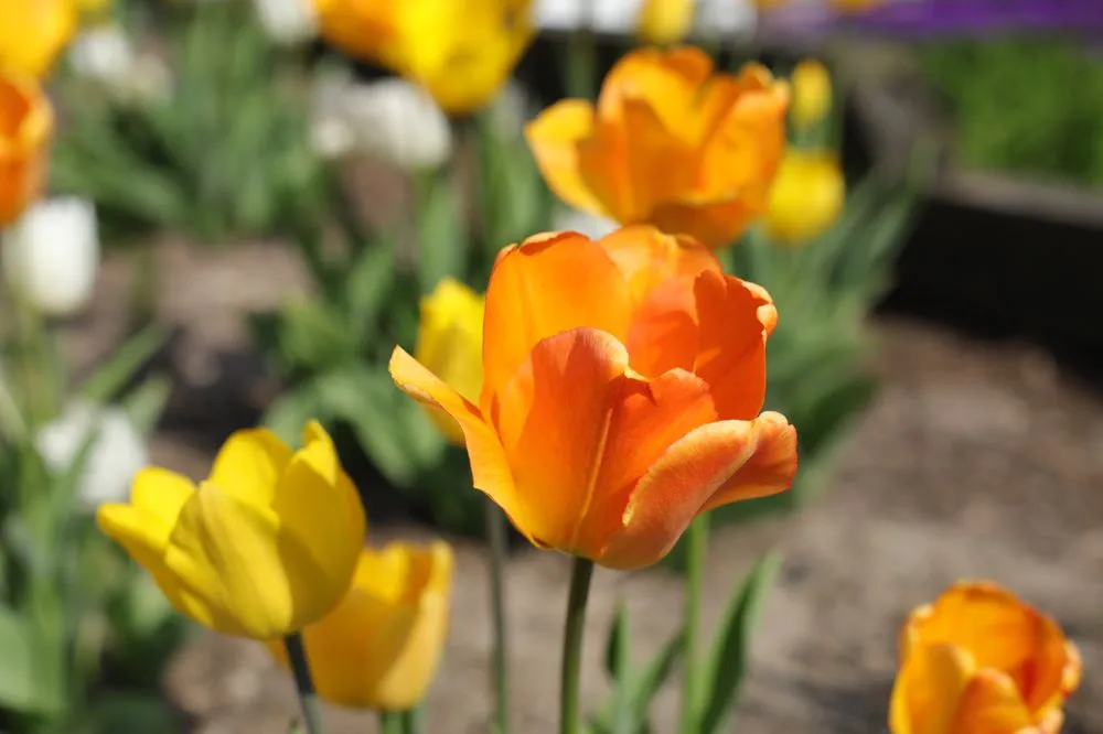 Professional outdoor landscaping near you across Grand Rapids, MI - Tender Lawn Care