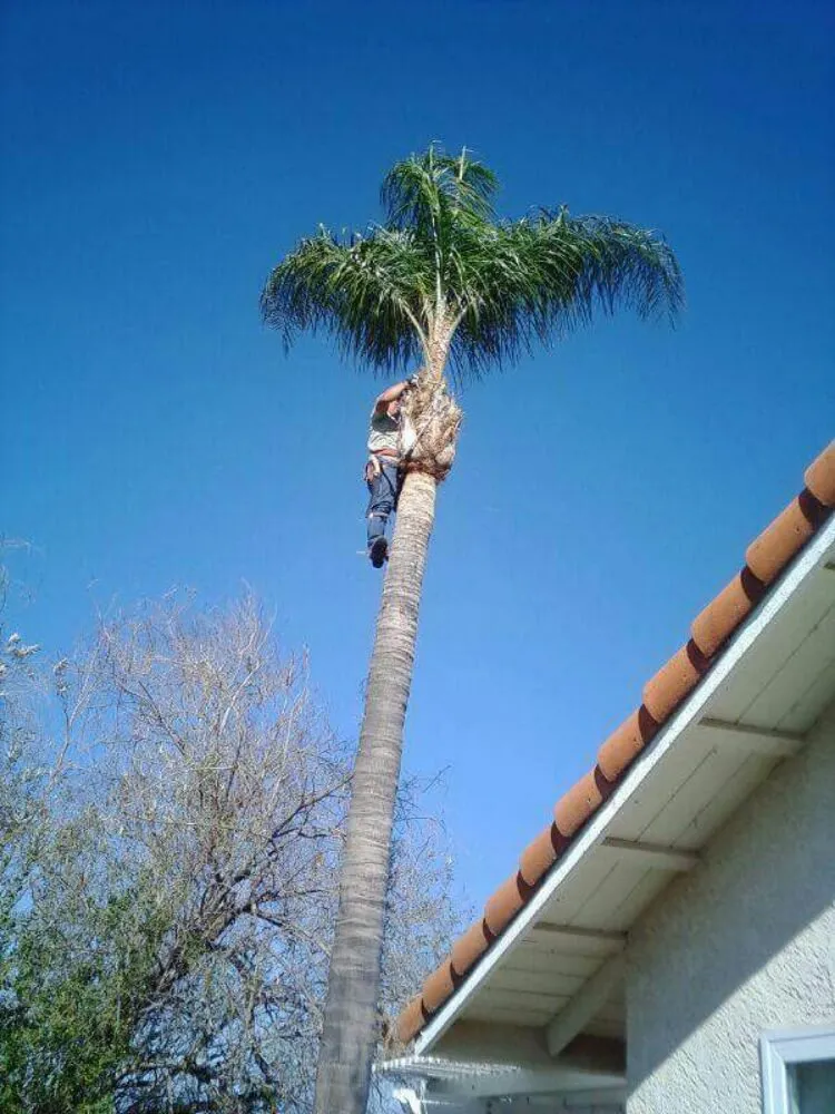 Top-rated lawn care service in Temecula, CA - Tender Lawn Care