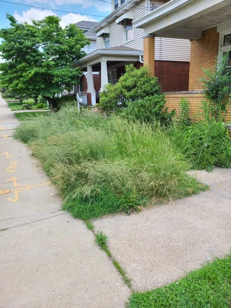 Affordable lawn care service for year-round maintenance across Pittsburgh, PA - Tender Loving Lawn Care Services