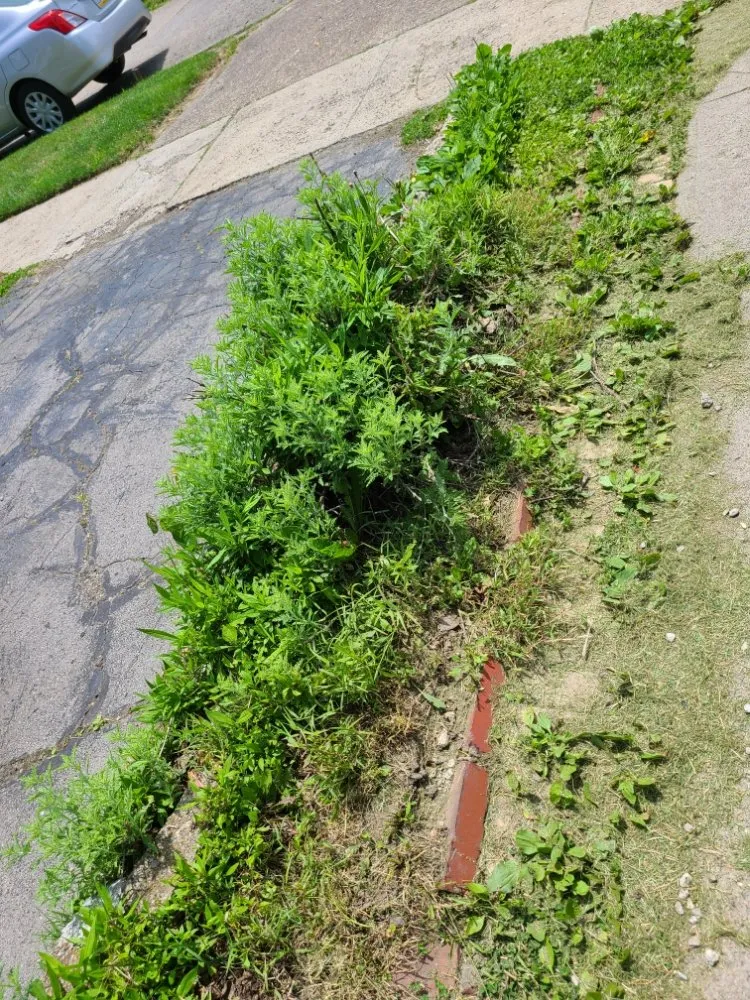 Custom lawn care service for homes across Pittsburgh, PA - Tender Loving Lawn Care Services