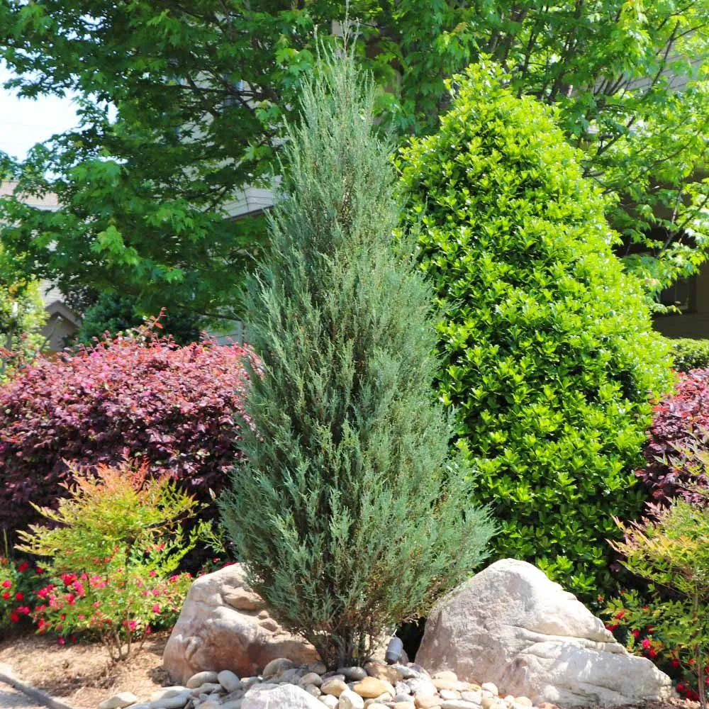Professional landscape installation experts serving Franklin, TN - Tennessee Landscape