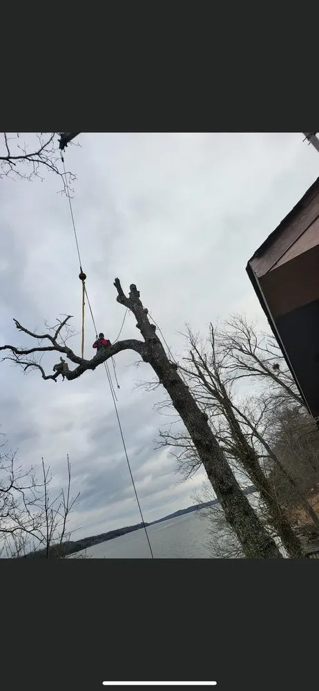 Top-rated lawn care service experts serving Cleveland, TN - Tennessee Tree Service