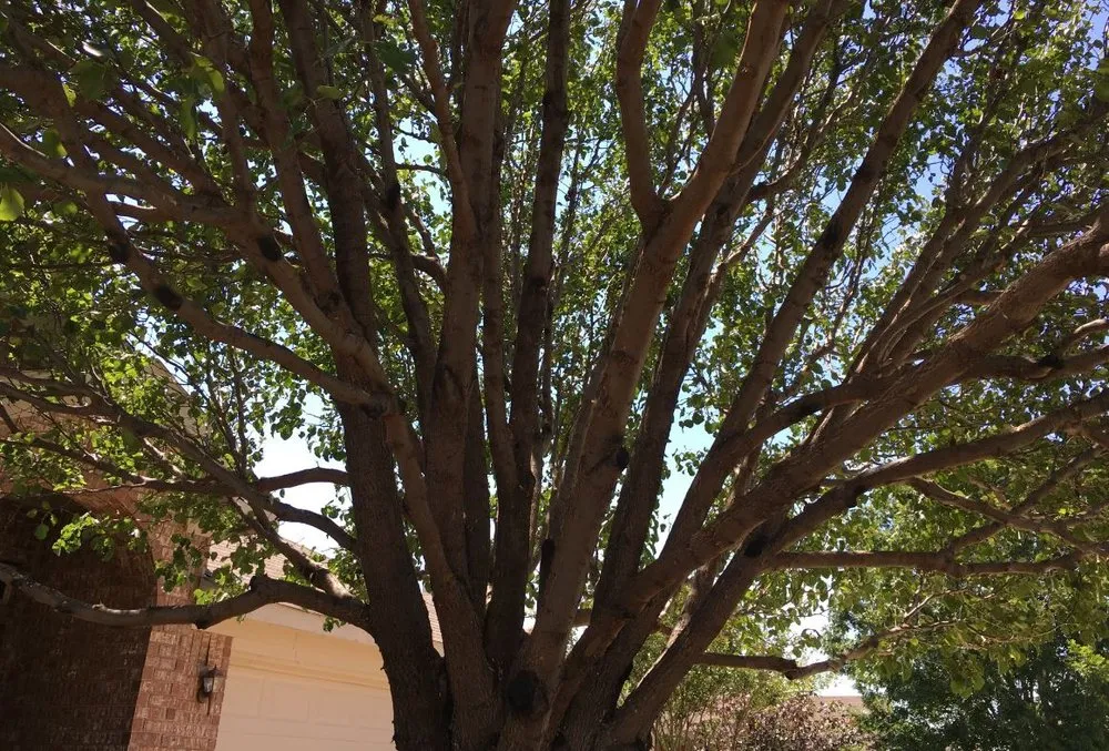 Professional yard maintenance in North Richland Hills, TX by Tenorio Tree Service