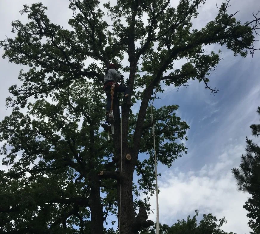 Top-rated landscape installation with custom design across North Richland Hills, TX - Tenorio Tree Service