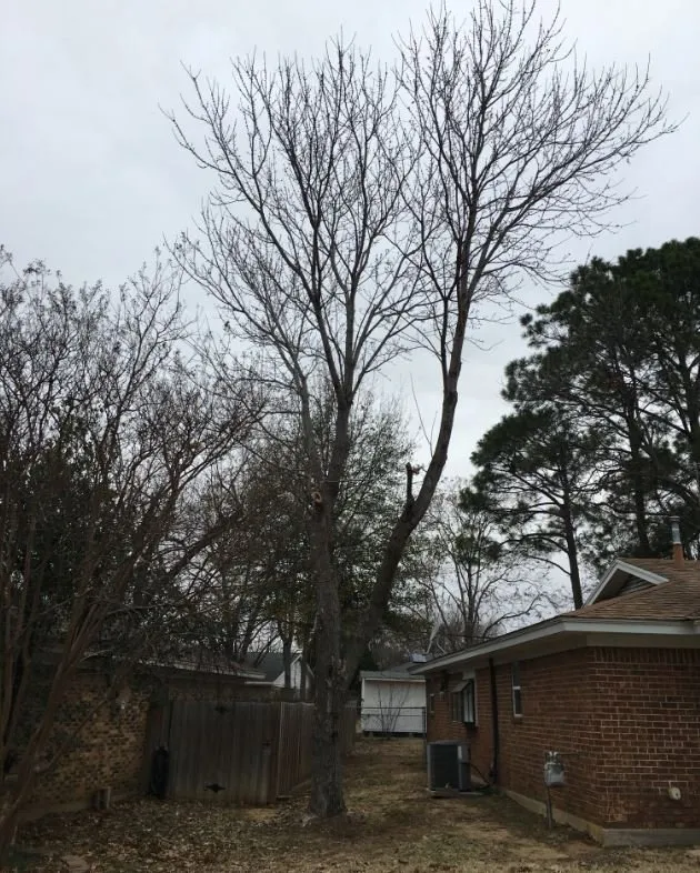 Local landscape design for residential properties in North Richland Hills, TX by Tenorio Tree Service