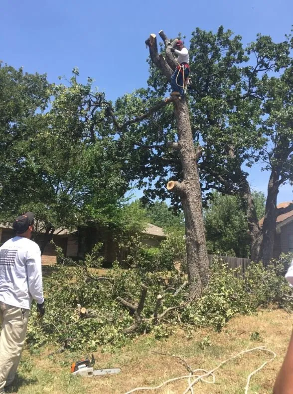 Local landscaping services for residential properties in North Richland Hills, TX by Tenorio Tree Service