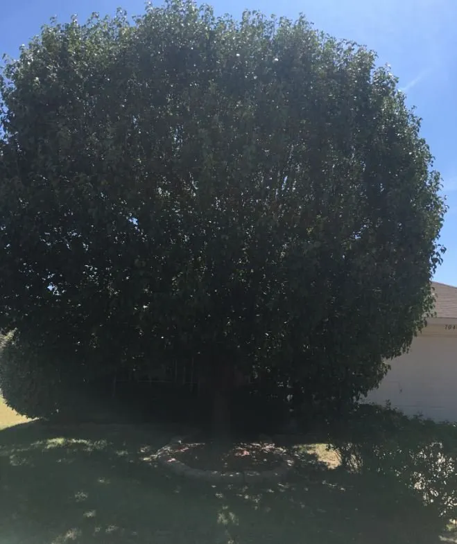 Professional landscape installation experts serving North Richland Hills, TX - Tenorio Tree Service