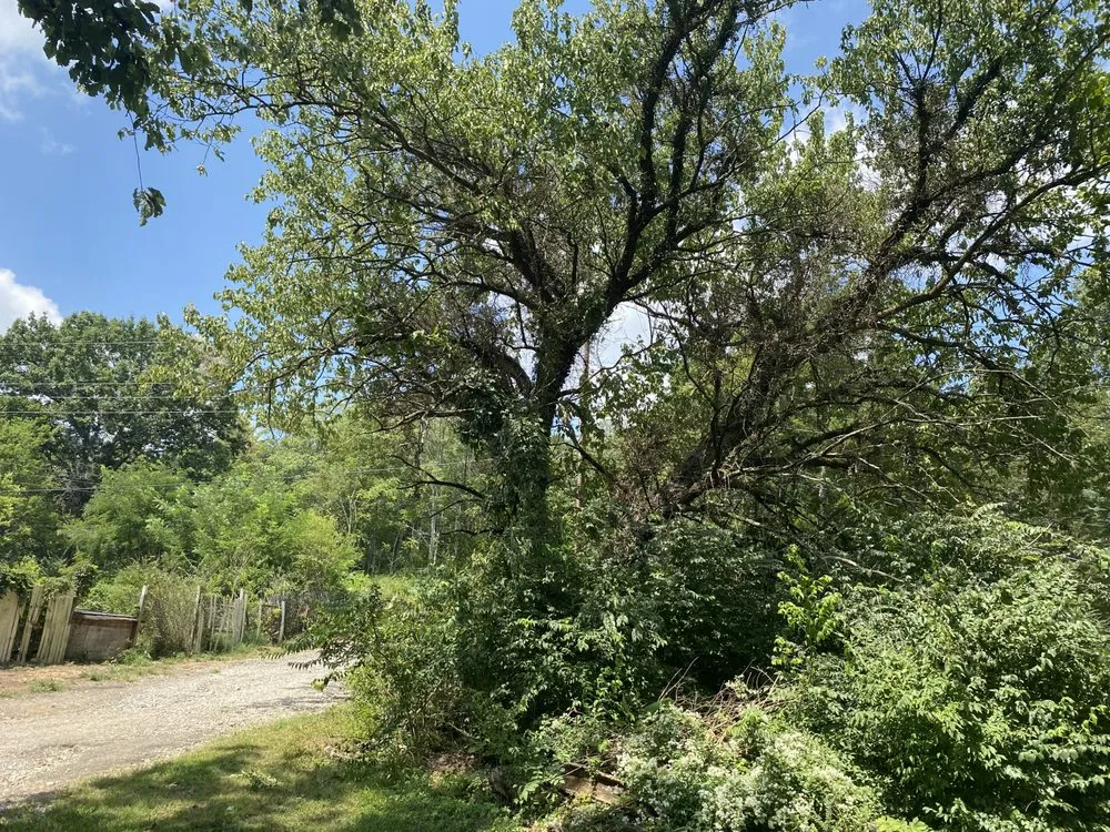 Professional yard cleanup service experts serving Nashville, TN - Tensaw Exterior Solutions