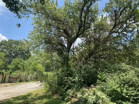 Tensaw Exterior Solutions Logo