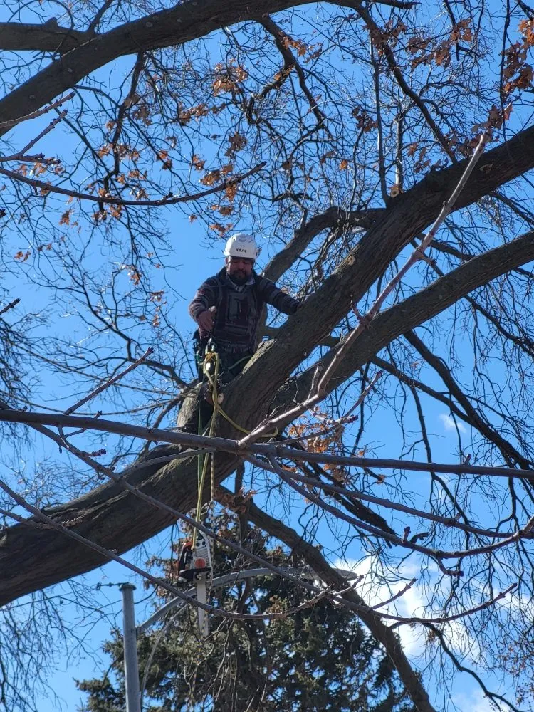 Custom yard maintenance for outdoor upgrades in Crete, NE by Tercero Mowing Services