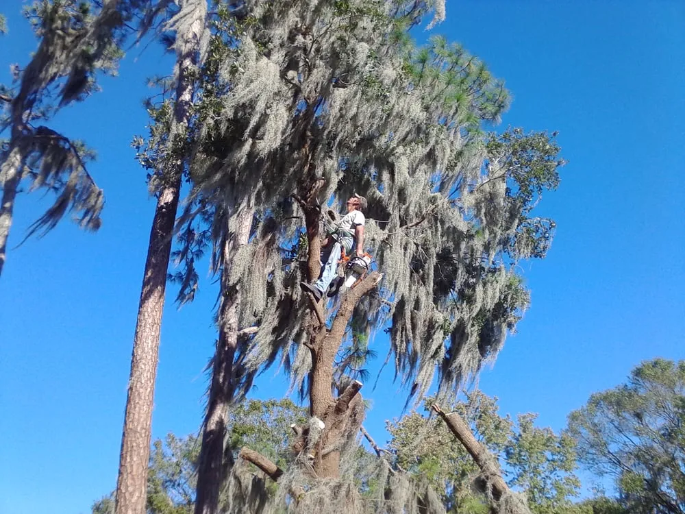 Reliable lawn care service experts serving Zephyrhills, FL - Teresa & Ray's Tree Service