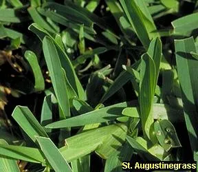 Affordable landscaping services near you across Orlando, FL - Termite Lawn and Pest