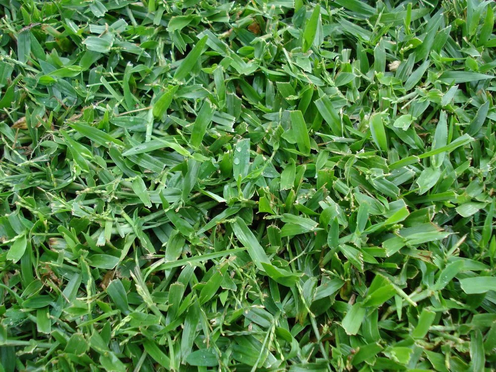 Professional yard maintenance for beautiful yards across Orlando, FL - Termite Lawn and Pest