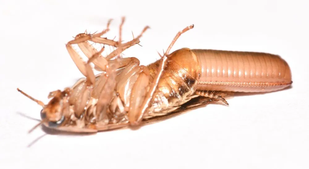 Custom landscape installation for outdoor upgrades in Orlando, FL by Termite Lawn and Pest