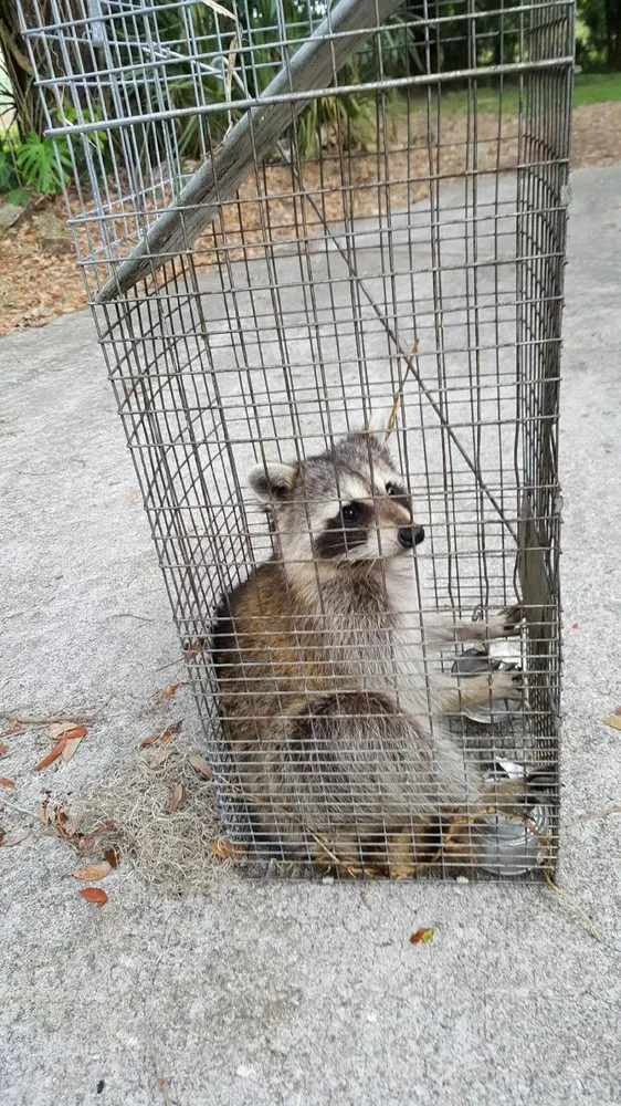 Local residential landscaping experts serving Orlando, FL - Termite Lawn and Pest