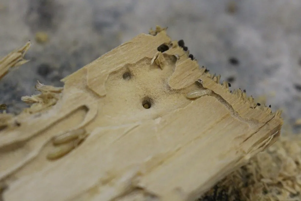 Trusted landscaping services with custom design across Orlando, FL - Termite Lawn and Pest