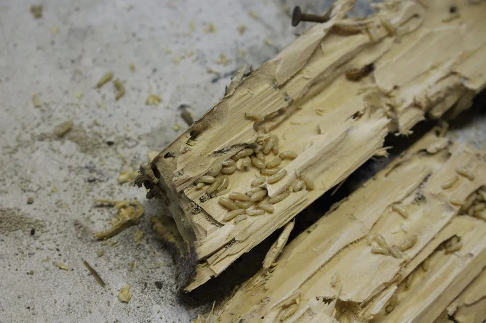 Affordable residential landscaping experts serving Orlando, FL - Termite Lawn and Pest