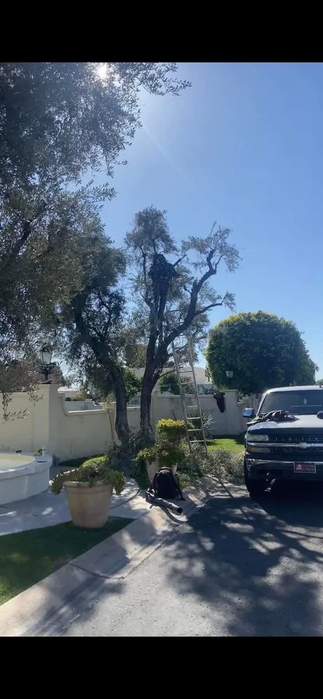 Reliable lawn mowing service in Phoenix, AZ - Termites Removal