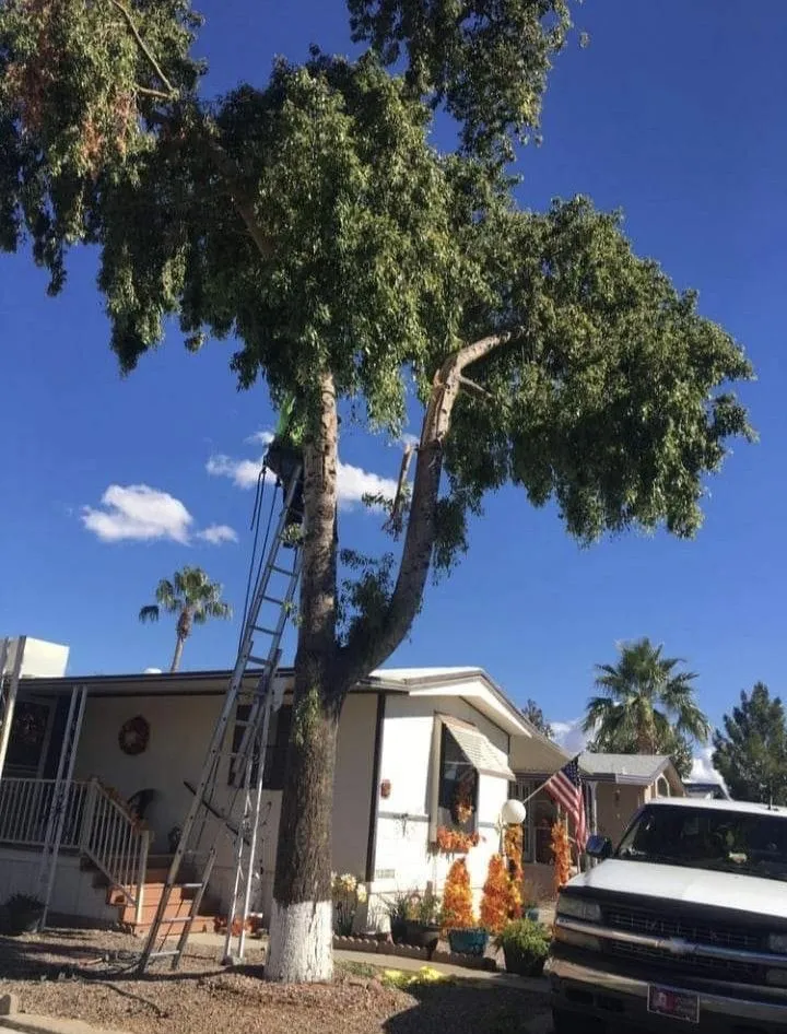Professional yard maintenance for homes in Phoenix, AZ by Termites Removal