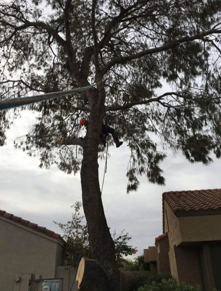 Trusted outdoor landscaping in Phoenix, AZ - Termites Removal