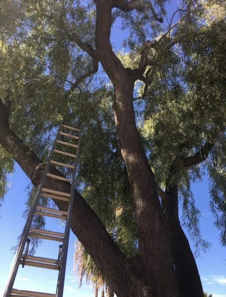 Local yard cleanup service in Phoenix, AZ by Termites Removal