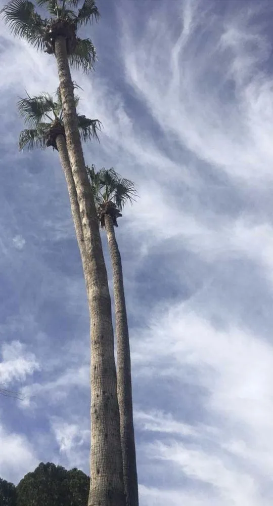 Trusted yard maintenance in Phoenix, AZ - Termites Removal