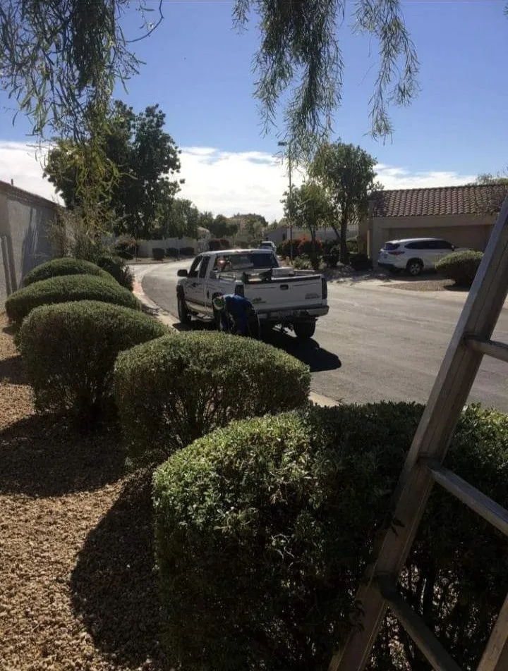 Trusted residential landscaping in Phoenix, AZ - Termites Removal