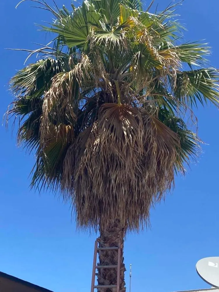 Affordable yard maintenance for homes across Phoenix, AZ - Termites Removal