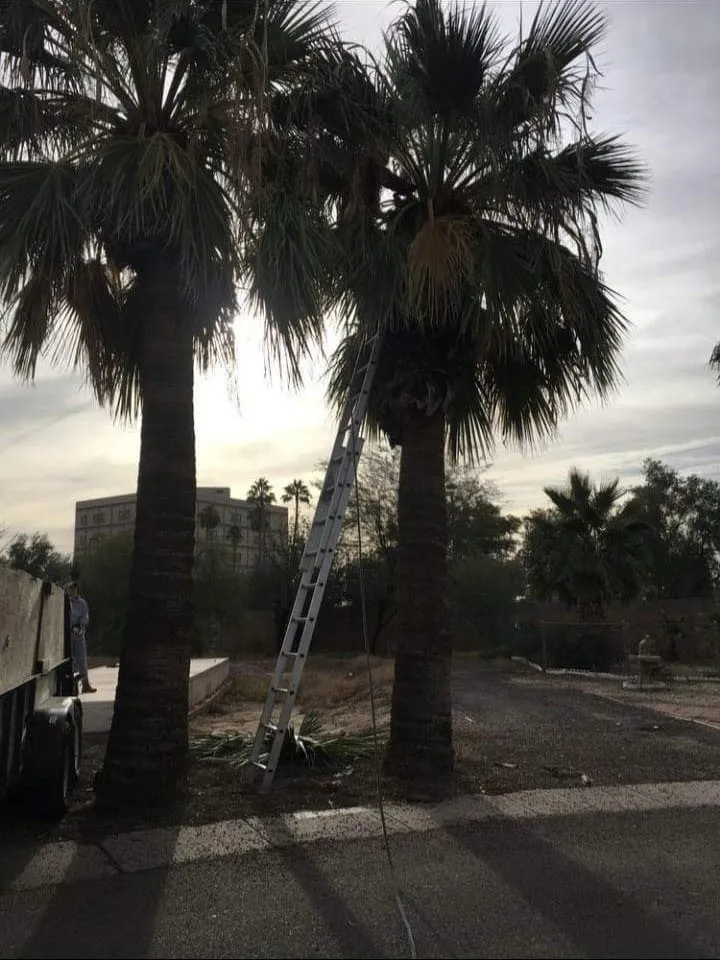 Expert garden landscaping in Phoenix, AZ - Termites Removal