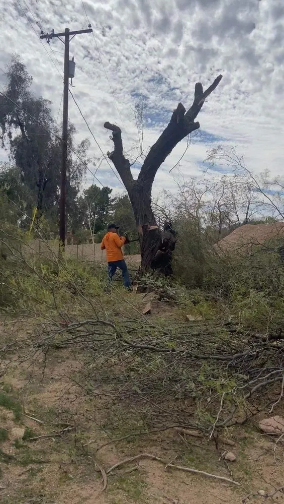 Custom residential landscaping for year-round maintenance across Phoenix, AZ - Termites Removal