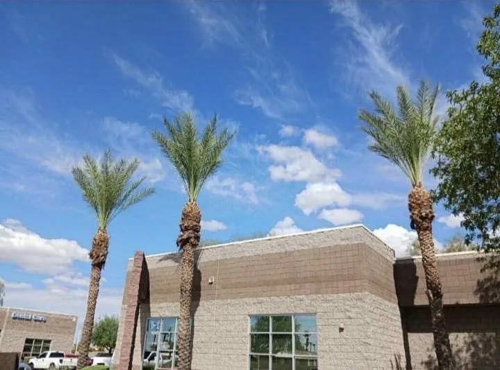 Professional landscape design experts serving Phoenix, AZ - Termites Removal