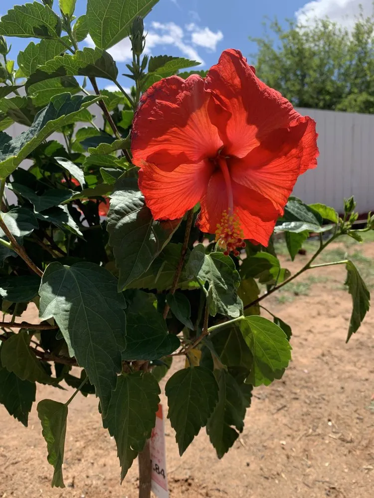 Local landscape design in Levelland, TX by Ternes Landscaping