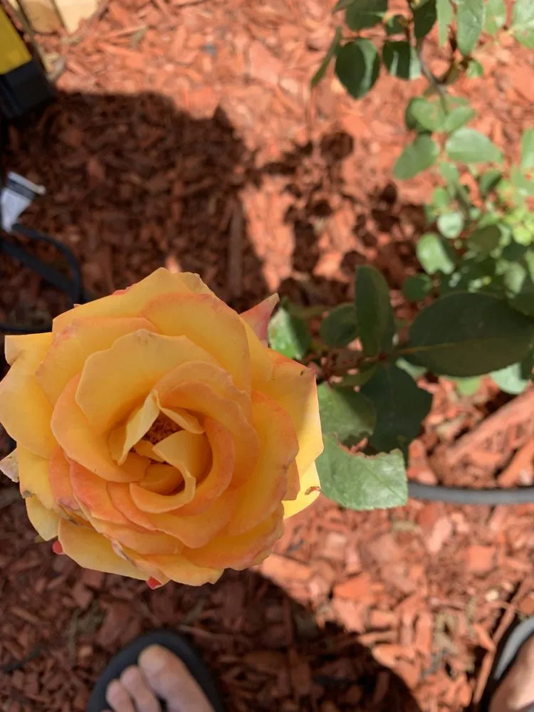 Professional lawn care service experts serving Levelland, TX - Ternes Landscaping