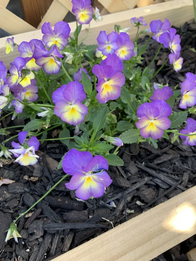 Reliable yard cleanup service for outdoor upgrades across Levelland, TX - Ternes Landscaping