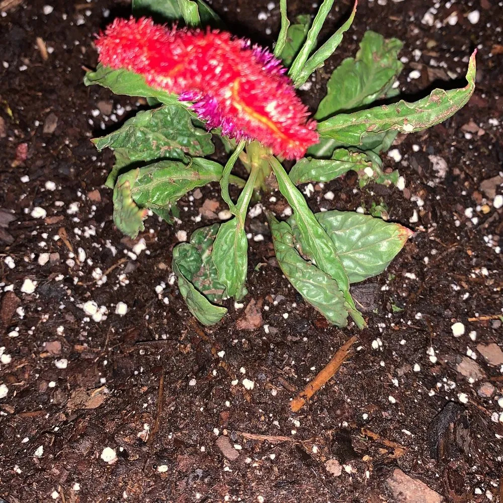 Trusted outdoor landscaping in Levelland, TX by Ternes Landscaping