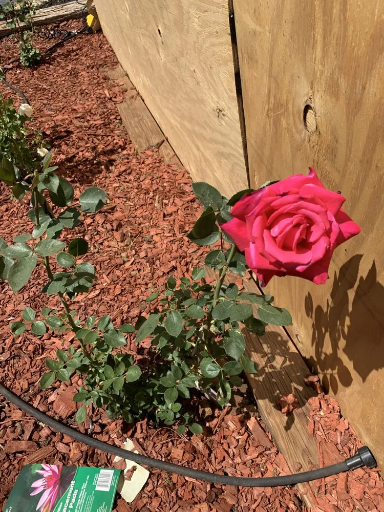 Affordable yard cleanup service in Levelland, TX - Ternes Landscaping