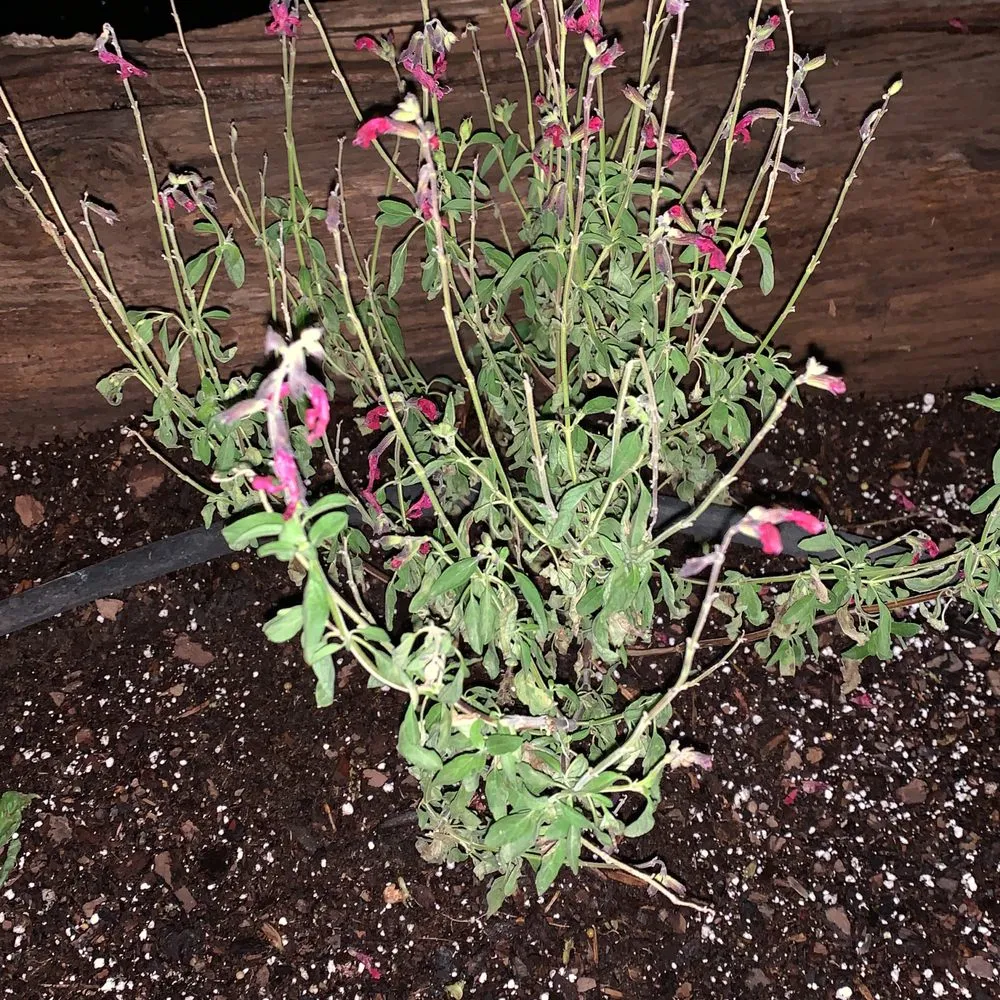 Affordable yard maintenance for residential properties in Levelland, TX by Ternes Landscaping