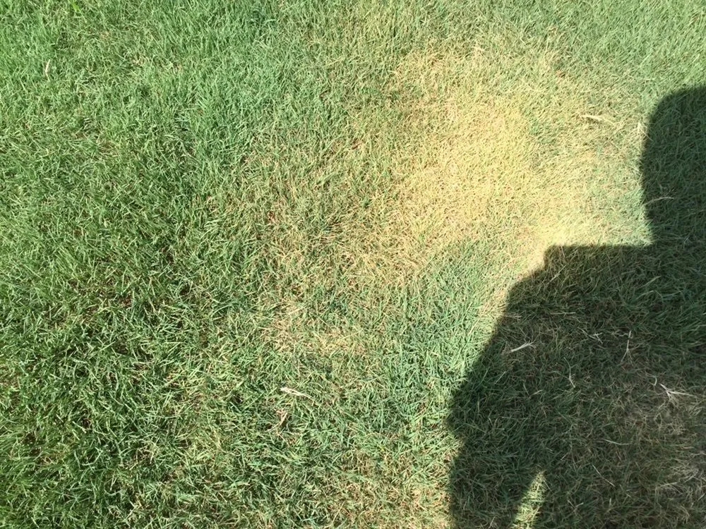 Expert lawn mowing service experts serving Pendergrass, GA - Terra Bites Lawn Service